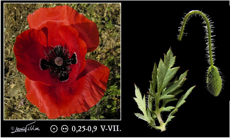 Papaver rhoeas