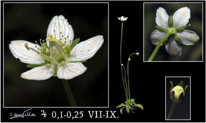 Parnassia palustris