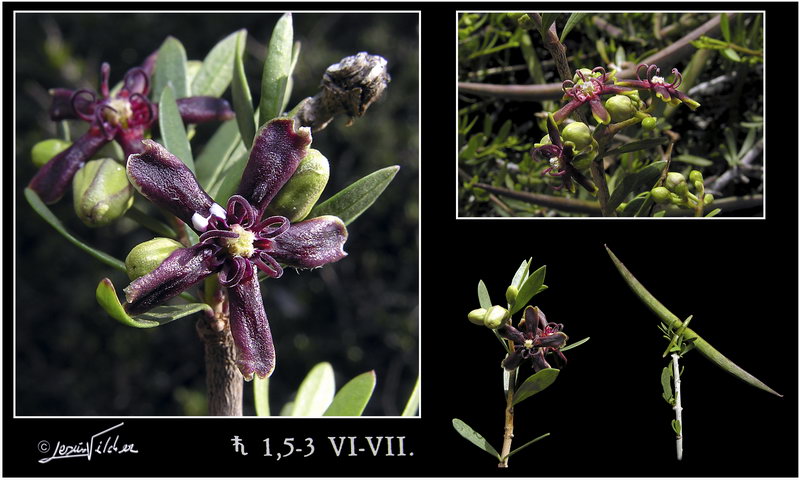 Periploca laevigata