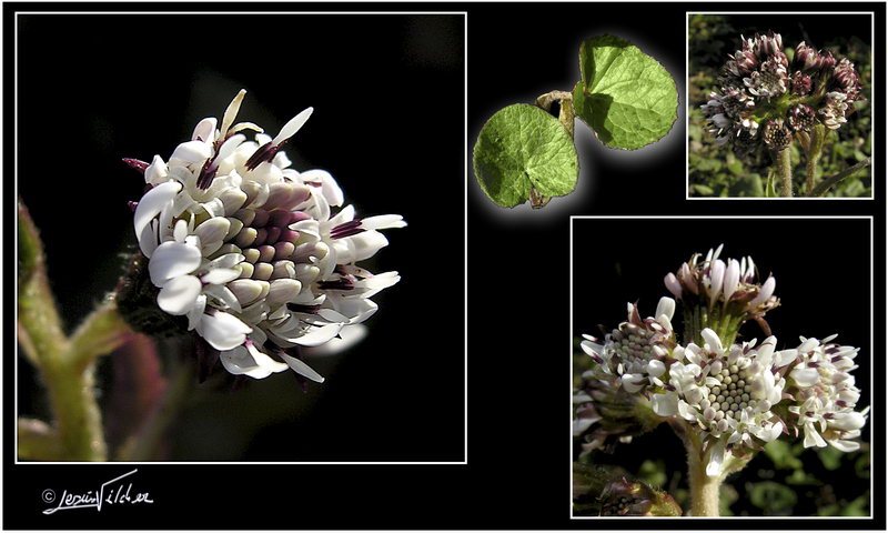 Petasites fragans