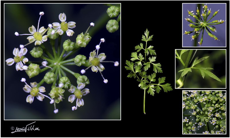 Petroselinum crispum