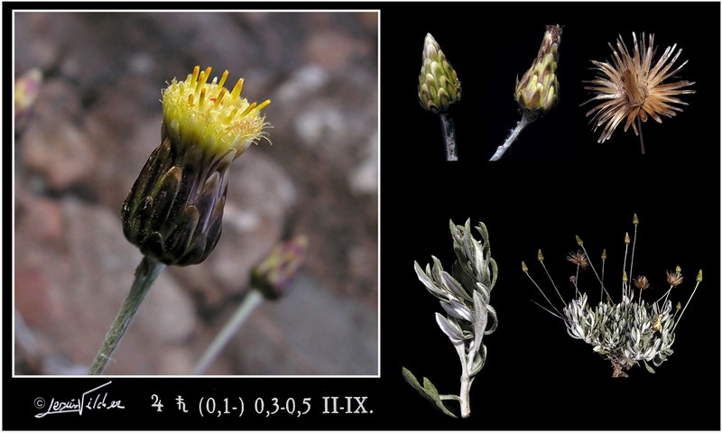 Phagnalon rupestre
