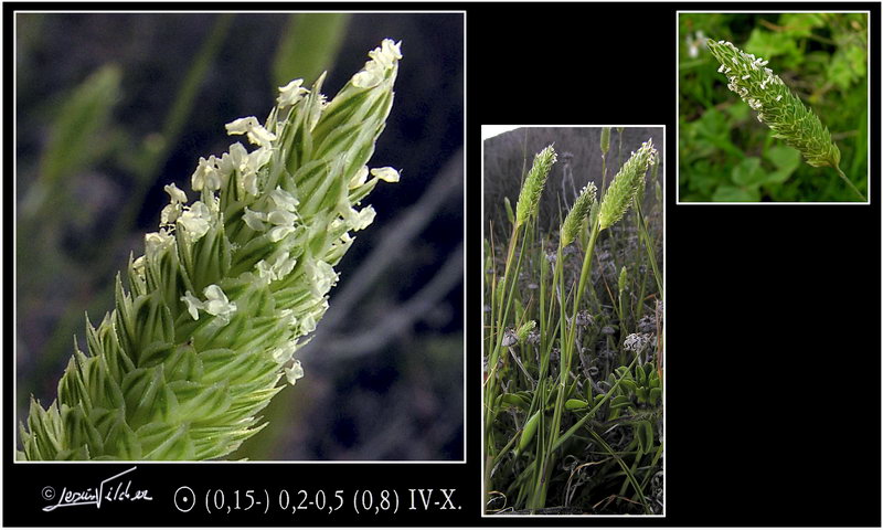 Phalaris canariensis
