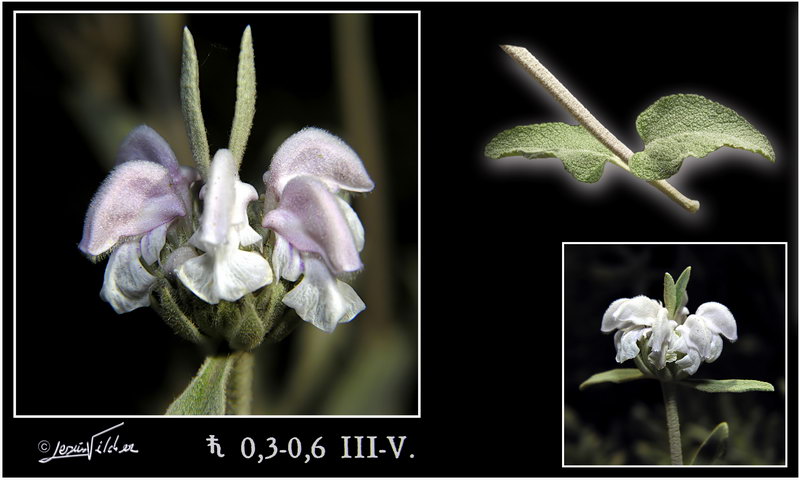 Phlomis purpurea