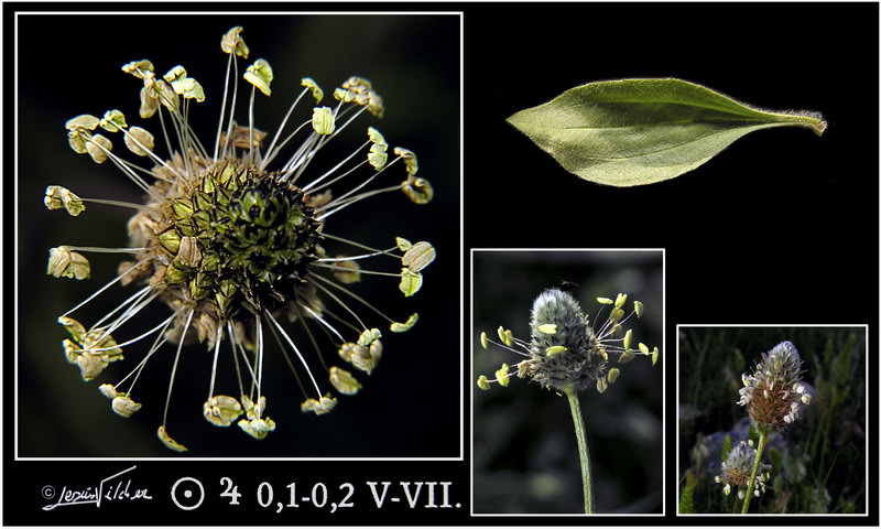 Plantago lagopus