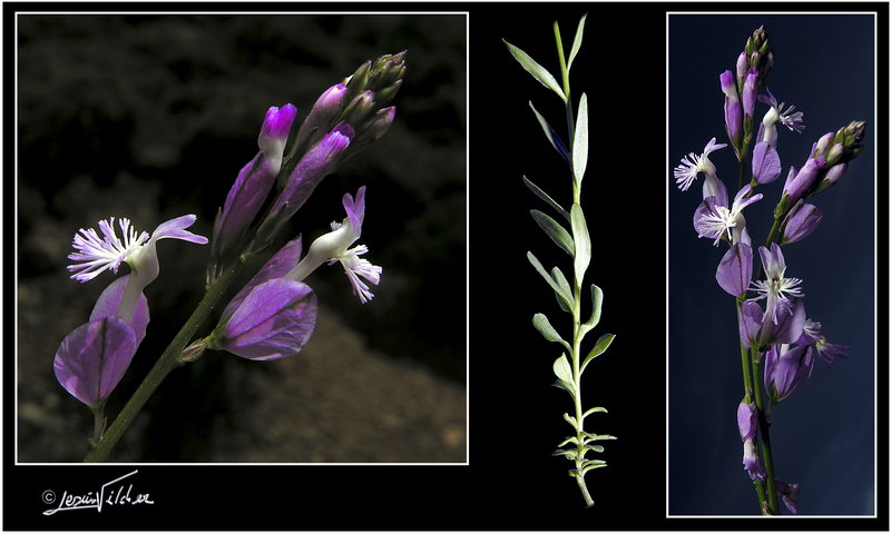 Polygala boissieri