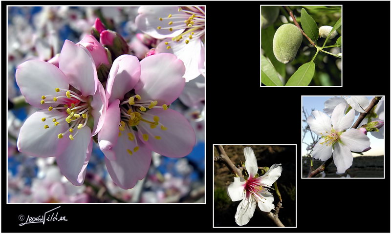 Prunus dulcis