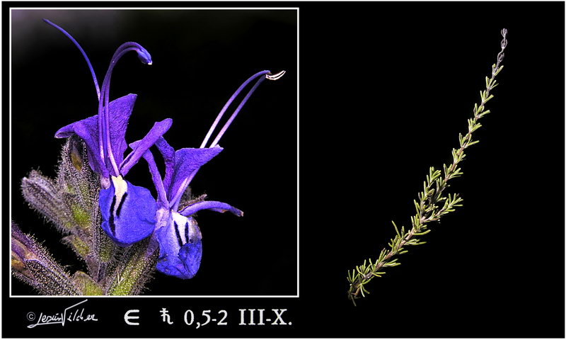 Rosmarinus tomentosus
