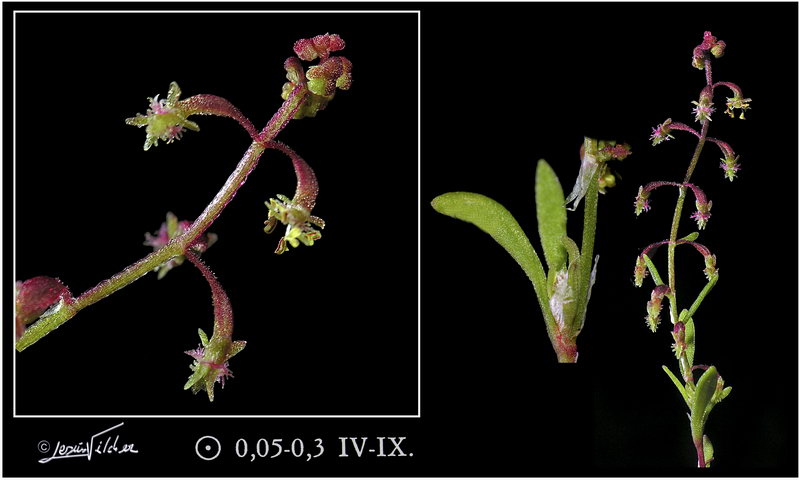 Rumex bucephalophorus gallicus