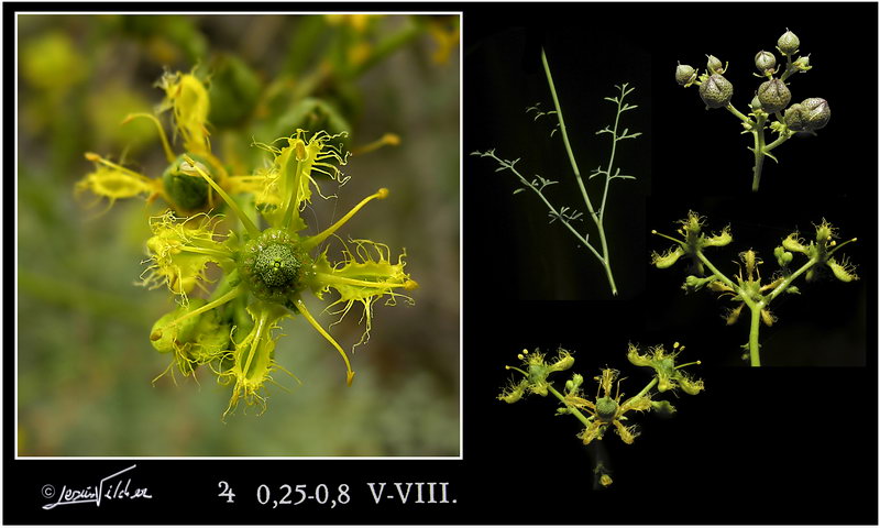 Ruta angustifolia
