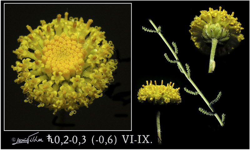 Santolina chamaecyparissus
