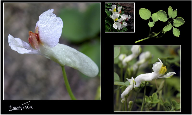 Sarcocapnos enneaphylla