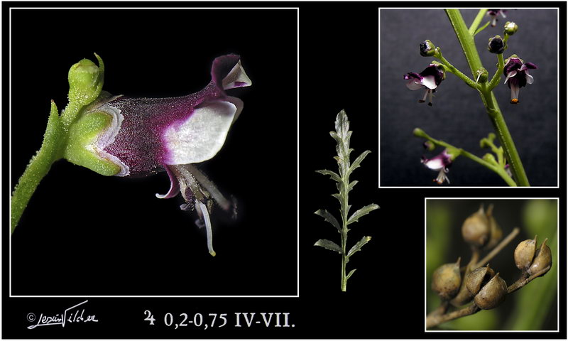 Scrophularia canina