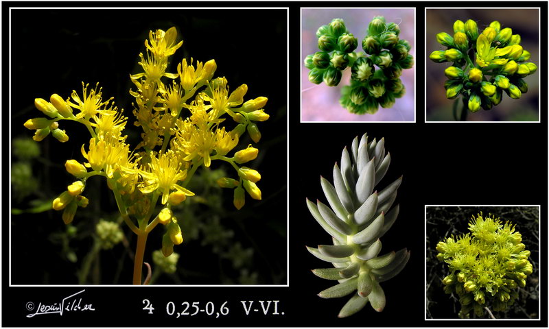 Sedum sediforme
