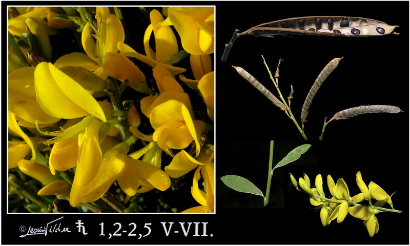 Spartium junceum