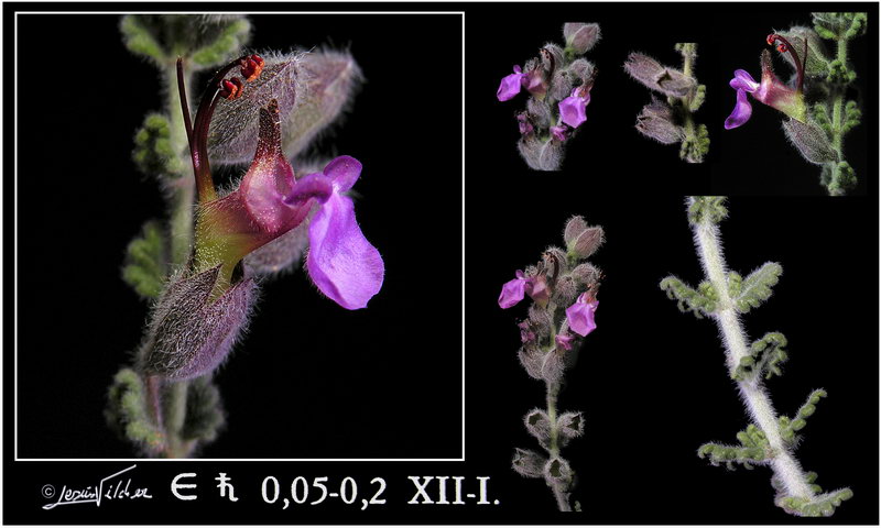 Teucrium intricatum