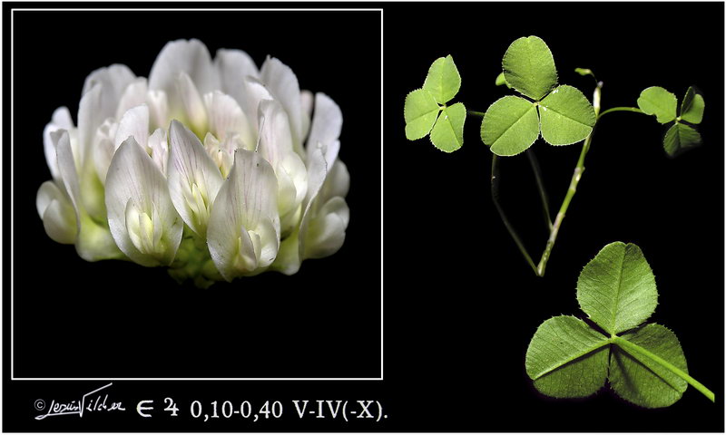 Trifolium repens