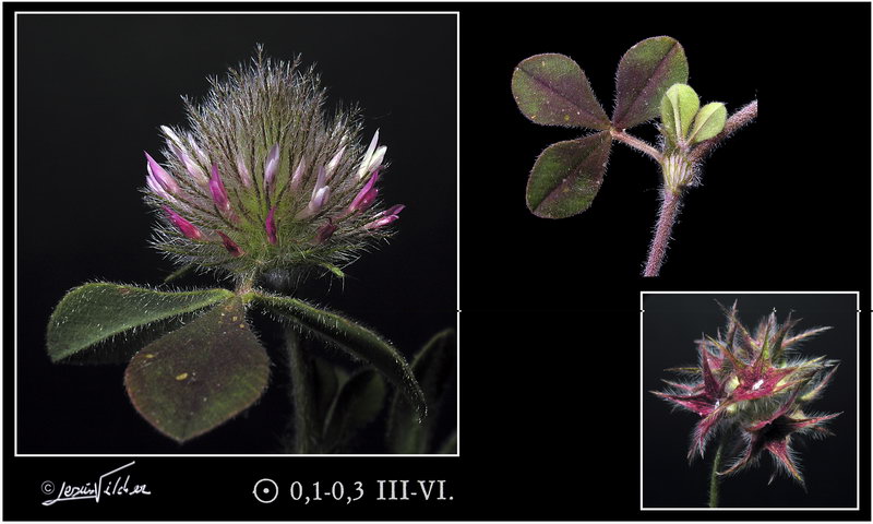 Trifolium stellatum