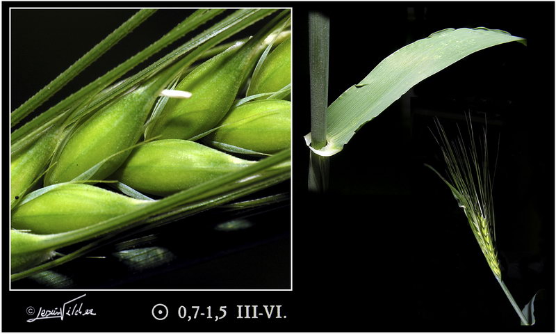 Triticum aestivum