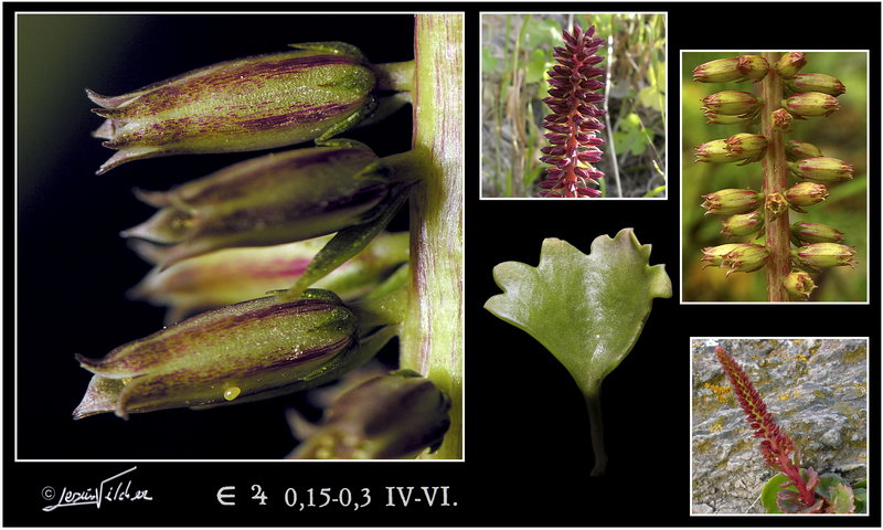 Umbilicus gaditanus
