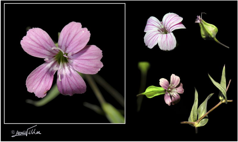 Vaccaria hispanica