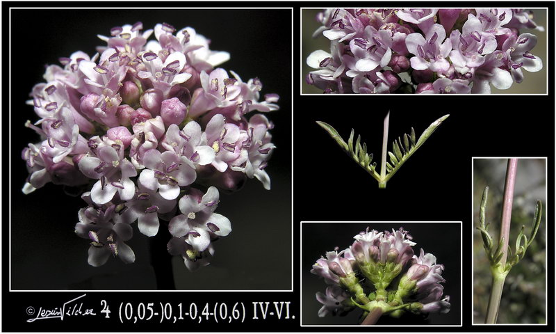 Valeriana tuberosa