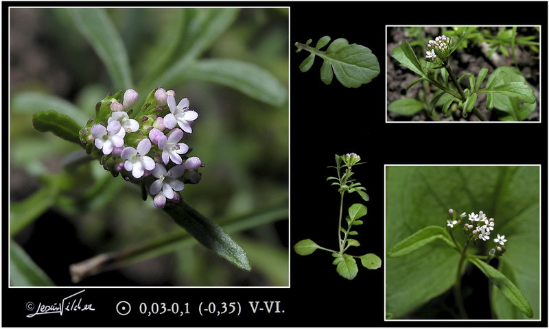 Valerianella dicoidea