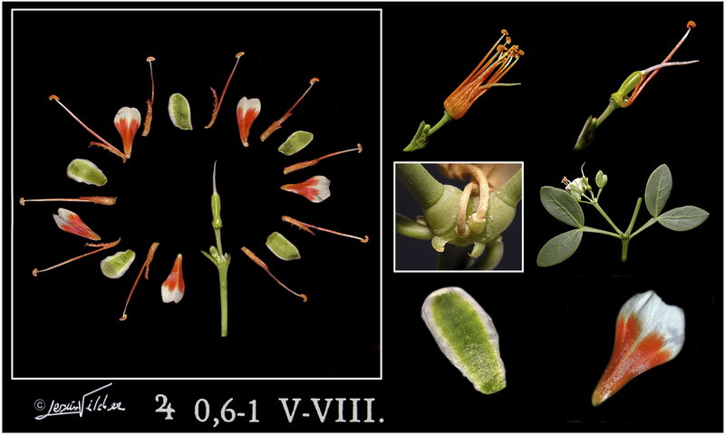 Zygophyllum fabago 2