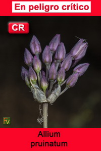 Allium pruinatum