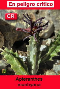 Apteranthes munbyana