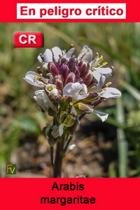 Arabis margaritae