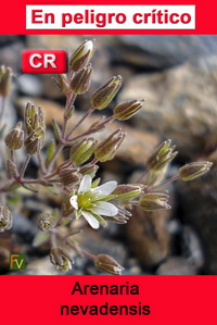Arenaria nevadensis