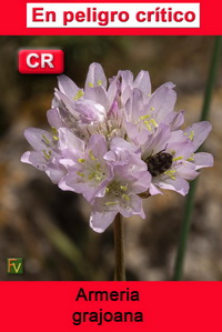 Armeria grajoana