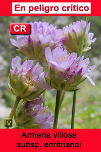 Armeria villosa enritrianoi