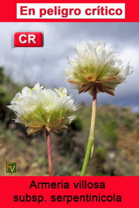 Armeria villosa serpentinicola