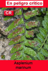Asplenium marinum