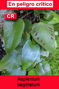 Asplenium sagittatum