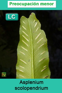 Asplenium scolopendrium