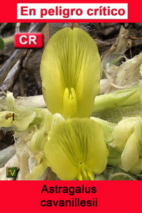 Astragalus cavanillesii