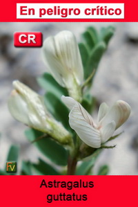 Astragalus guttatus