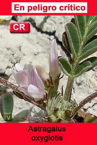 Astragalus oxyglotis