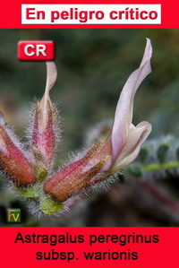 Astragalus peregrinus warionis