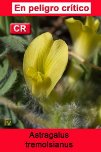 Astragalus tremolsianus