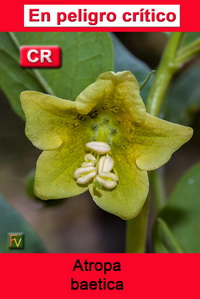 Atropa baetica