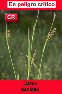 Carex panicea