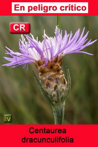 Centaurea dracunculifolia