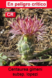 Centaurea genesii lopezii