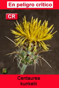 Centaurea kunkelii