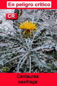 Centaurea saxifraga