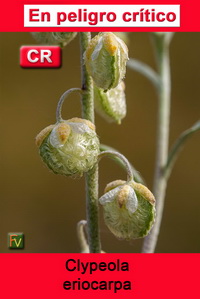 Clypeola eriocarpa